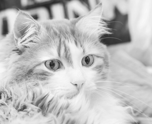 沉思猫的肖像在黑色和白色图片下载