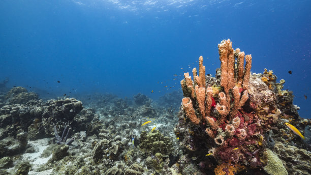 库拉索岛附近加勒比海的珊瑚礁海景，有鱼，珊瑚和海绵图片下载