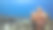库拉索岛附近加勒比海的珊瑚礁海景，有鱼，珊瑚和海绵图片下载
