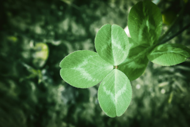 绿色的三叶草叶子生长在春天的田野图片下载