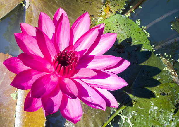 美丽的鲜花图片适合使用在图形关于爱情，婚姻，情人节。图片下载