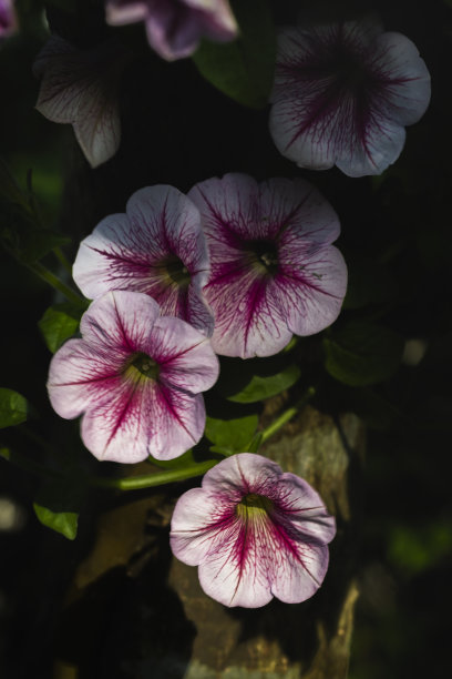 美丽的鲜花图片适合使用在图形关于爱情，婚姻，情人节。图片下载