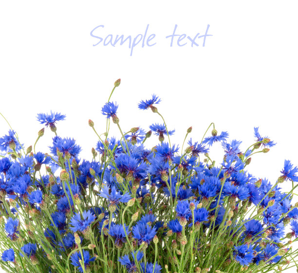 蓝色矢车菊孤立在白色背景上图片下载