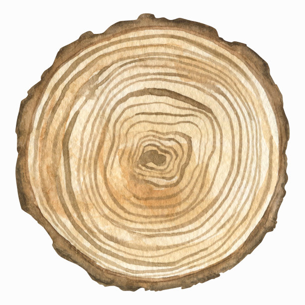 孤立的水彩元素。树的一部分。印刷用于包装设计，图片下载