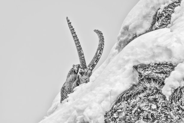 冬季雄性野山羊黑白肖像(卡普拉野山羊)图片下载