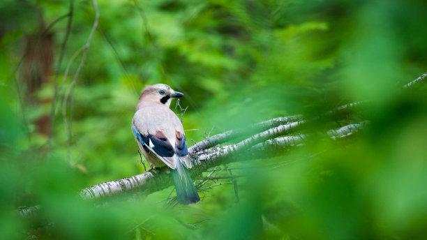 Matry鸟(鸟类)图片下载