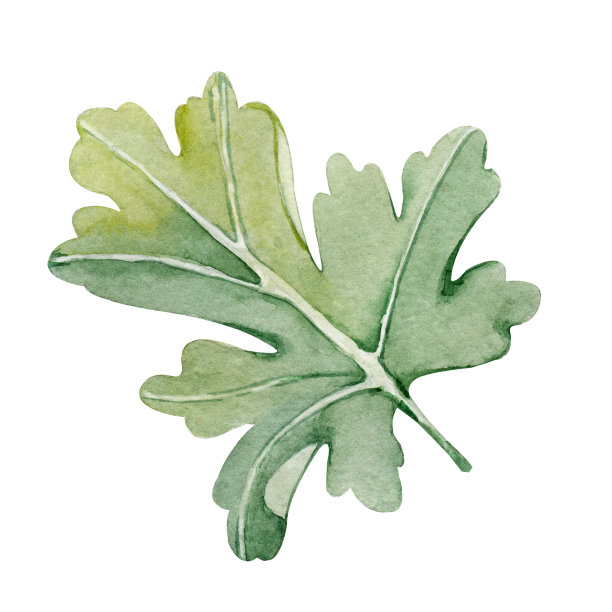 绿叶为一束花紧扣。手水彩插图孤立在白色的背景。设计婚礼印刷品，邀请，祝贺，剪纸，明信片，生日图片下载