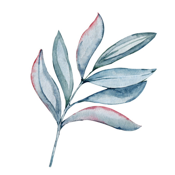 绿叶为一束花合上。手水彩插图孤立的白色背景。设计婚礼印刷品，请柬，祝贺，剪纸，明信片，生日图片下载