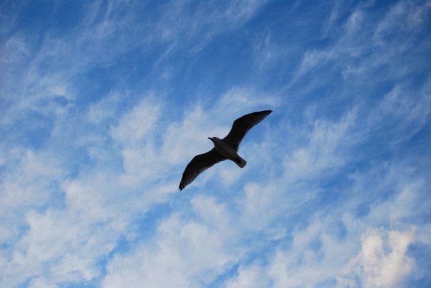 海鸥在飞图片下载