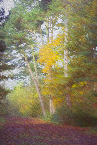 雾中的小径图片下载