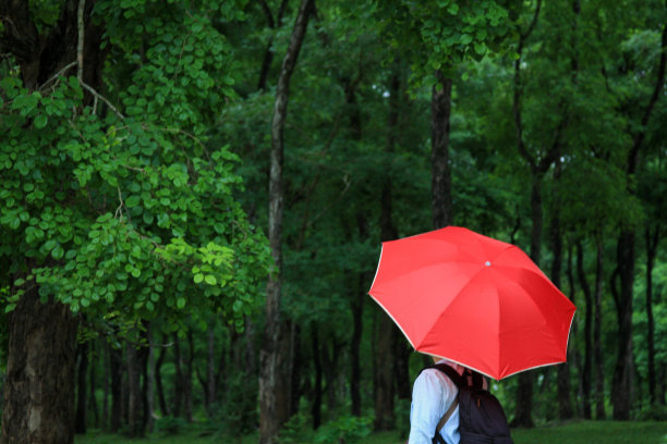 热带雨林图片下载