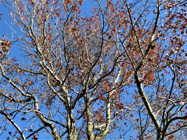 日本。1月。漂亮的晴天。在公园里。图片下载