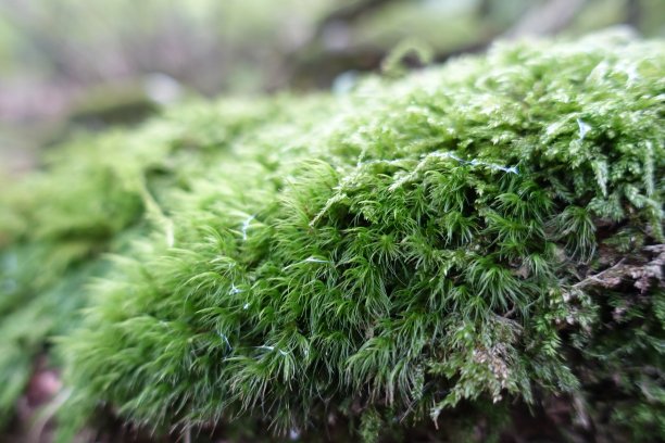 福冈高正山上美丽的苔藓图片下载