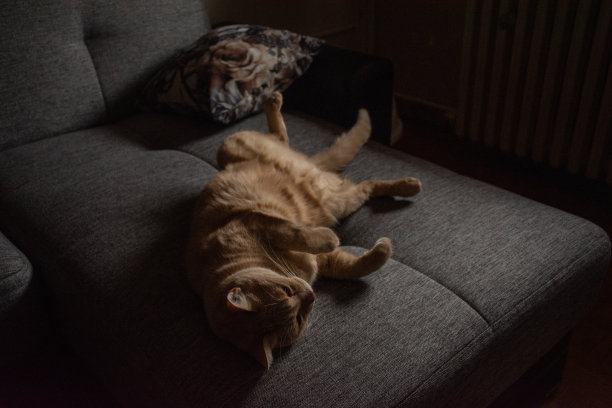 一只黄色的公猫在睡觉图片下载