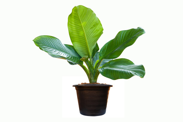 白底上分离的黑色花盆中的白花百合花植物图片下载