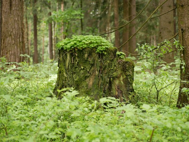 一个老树桩在绿草和蕨类植物在一个松林的空地。春日阳光明媚，松树树桩上长满了青苔。图片下载