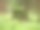 一个老树桩在绿草和蕨类植物在一个松林的空地。春日阳光明媚，松树树桩上长满了青苔。图片下载