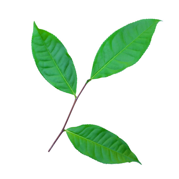 白色背景上孤立的绿茶叶子图片下载