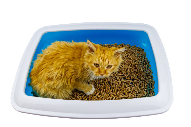 姜猫在猫砂箱孤立的白色背景图片下载