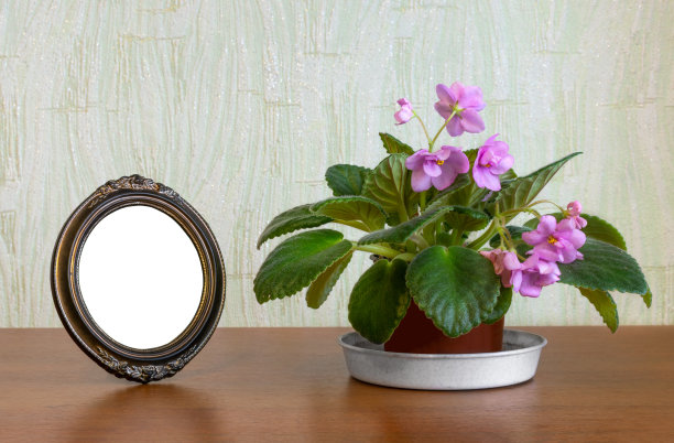空空的椭圆形相框，镜子和盛开的紫罗兰室内盆栽花盆图片下载