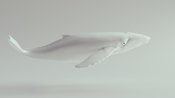 座头鲸图片下载