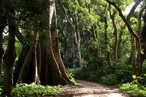 西非多哥，米萨霍，科洛托营地，热带雨林中巨大的老树，Agomé。图片下载