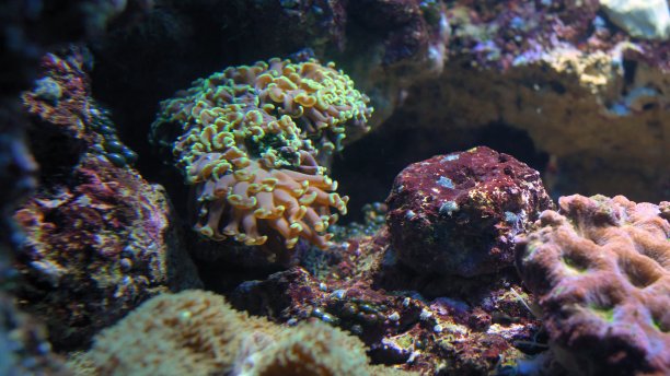 彩色珊瑚珊瑚虫在浅水珊瑚礁近距离图片下载