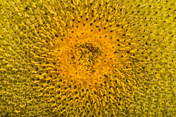 向日葵花图片下载