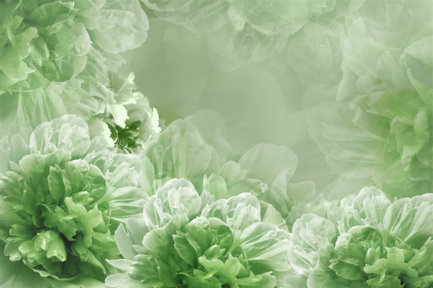 绿牡丹花朵。花的背景。贺卡。大自然。图片下载