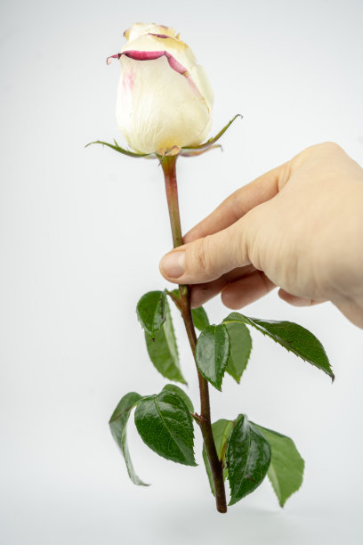 手里捧着温柔的白玫瑰。在白色背景上隔离图片下载