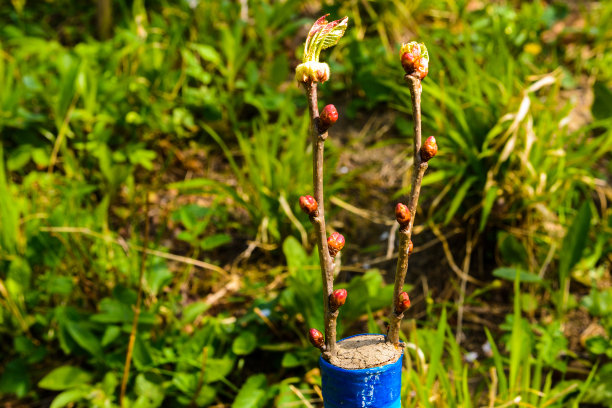 春天嫁接幼树，幼树发芽。图片下载