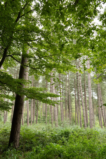背景中的松树图片下载