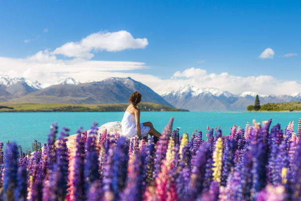 美丽的女人穿着白色的衣服坐在花的田野在一个蓝色的湖，彩色盛开的羽扇花在新西兰图片下载