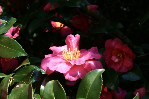 山茶花正盛开图片下载