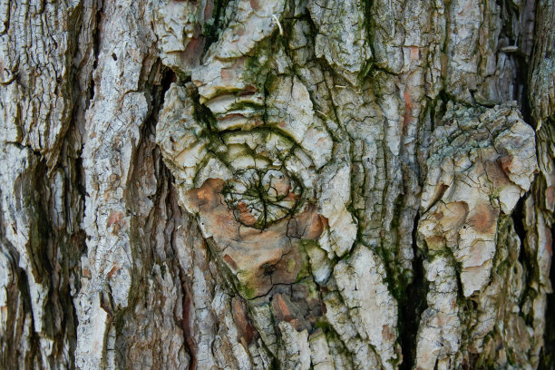 树皮和味蕾。图片下载