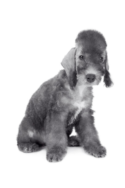 可爱的两个月大的可爱贝德林顿小狗坐在工作室的白色图片下载