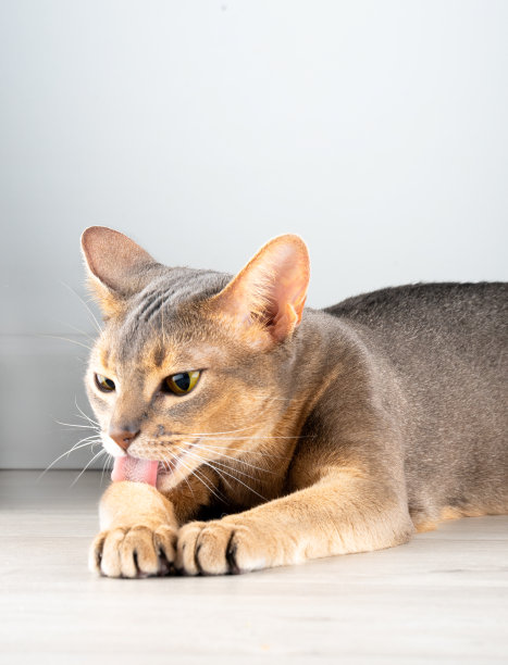 美丽可爱的阿比西尼亚猫舔爪子在家里图片下载