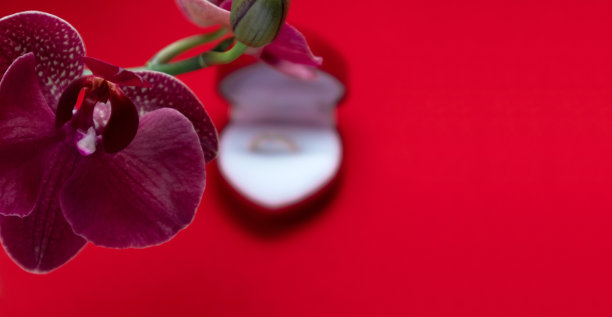 红色盒子里的结婚戒指，红色背景上的红色兰花。情人节。图片下载