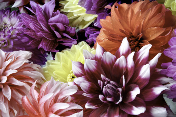 多种多彩的大丽花头图片下载