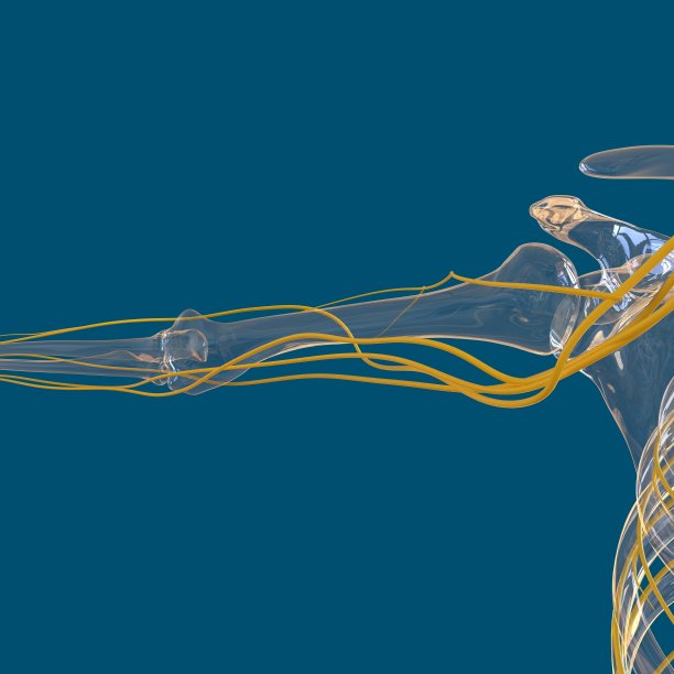 人体神经系统解剖学的医学概念3D图片下载