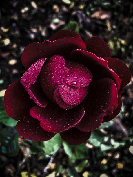 玫瑰和雨滴图片下载