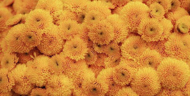 花装饰图片下载