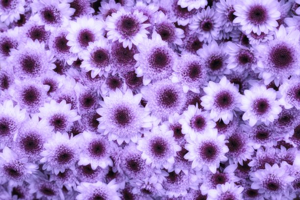 花装饰图片下载