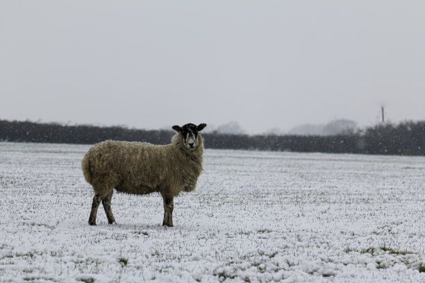 雪地里的单身羊图片下载