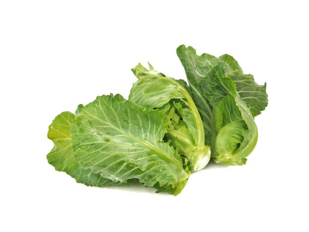 白色背景上的卷心菜芽图片下载