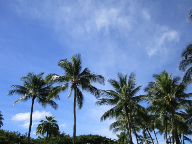 蓝天和棕榈树图片下载