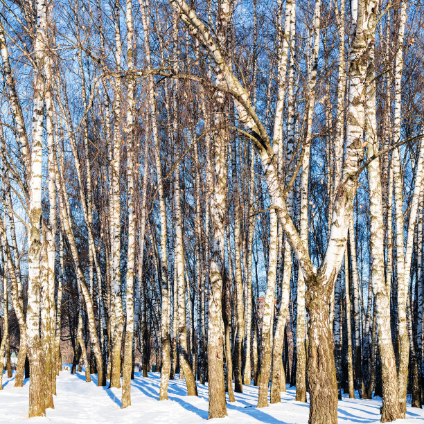 白雪覆盖的城市公园里阳光明媚的白桦林图片下载