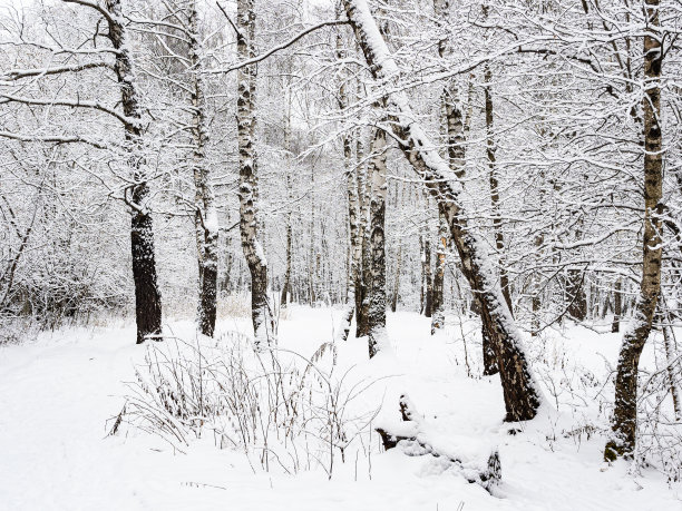 在白雪皑皑的城市公园空地上的桦树和橡树图片下载
