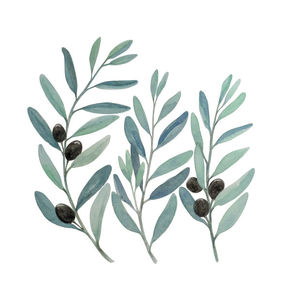 橄榄树的树枝，银色的叶子和黑色的果实，插图水彩手绘，孤立的白色背景和剪切路径图片下载