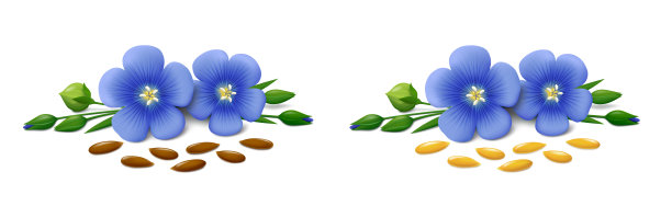 白色背景上有蓝色花朵的亚麻种子图片下载